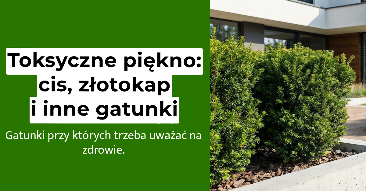 Toksyczne gatunki drzew w polsce